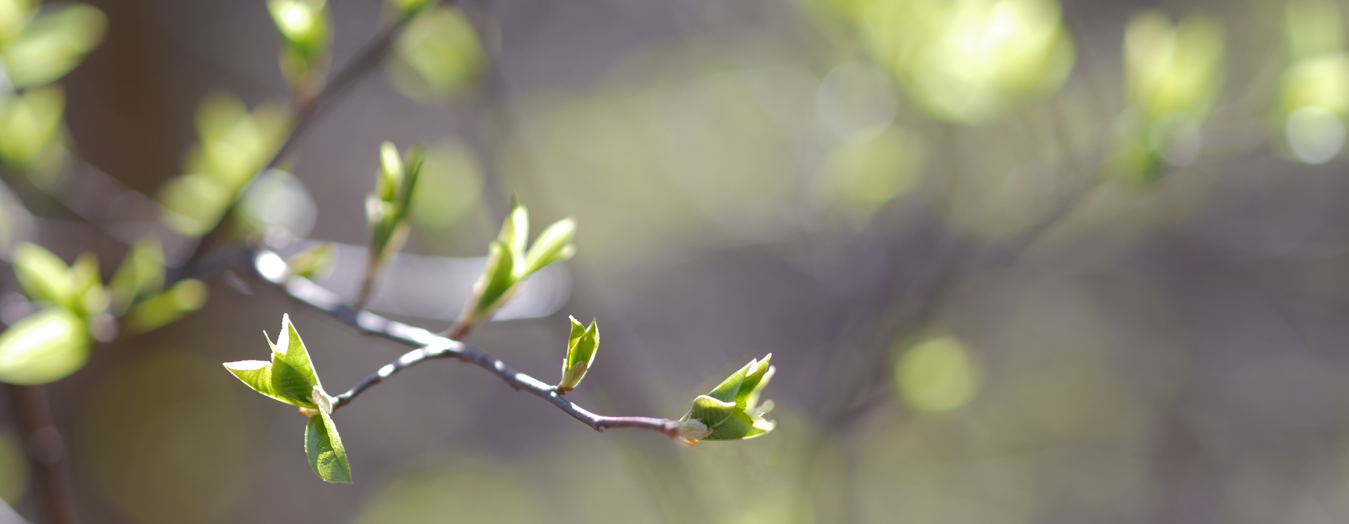 Tree branch